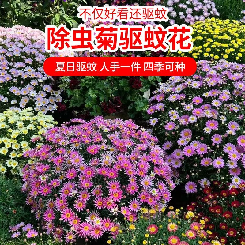 Anthelmintic chrysanthemum seeds 驱蚊虫菊花 四季除虫花室内室外驱蚊草Seasonal insecticidal flowers, indoor and