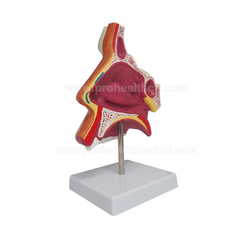 With Number Marker Colorful PVC Expansion Dissection Human Nose Nasal ...