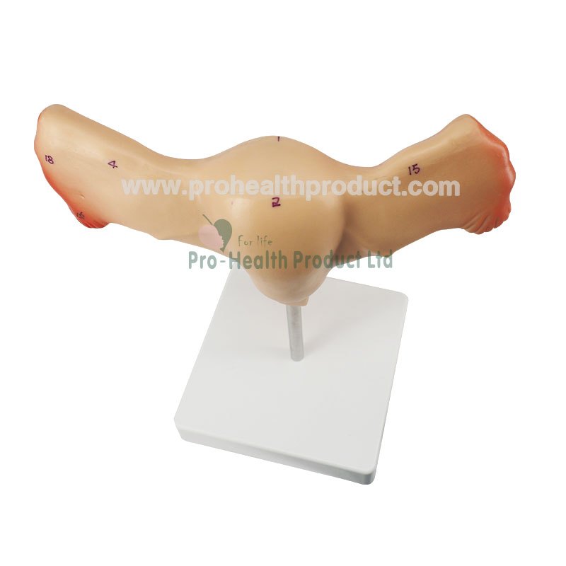 Normal Uterus Ovary Anatomy Model | Shopee Malaysia