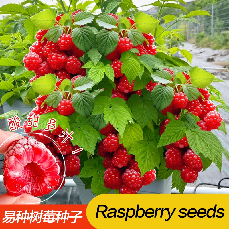 樹莓 Raspberry Pi 彙整- 莓亞科技-官網