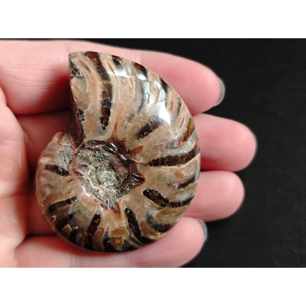 Natural Iridescent Ammonite Facet Specimen Fossil Madagascar Collectible Stone E - Foto 6