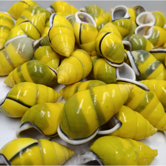 10pcs 3-5 cm Natural Sea Shells Conch Beach Decor Craft Seashell ...