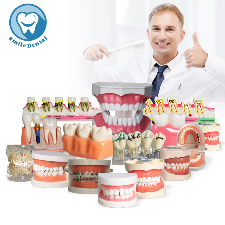 Tooth Model Tooth Teaching Practice Model Detachable Tooth Dental Model ...