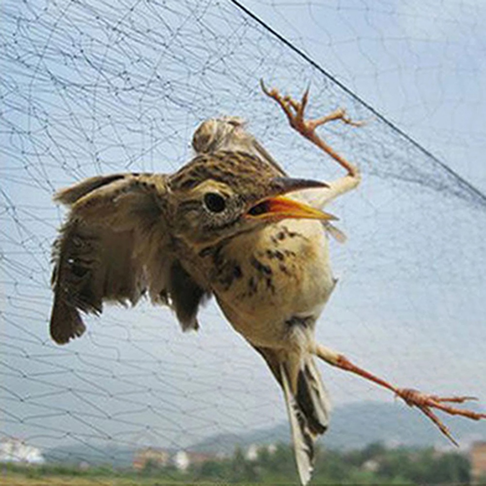 Bird Net Anti Bird Catcher Netting Pond Net Fishing Net Traps Crops ...
