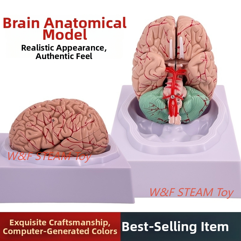 W&F 1:1 Human Brain Anatomy Model - Detachable 8 Parts, 32 Labels ...