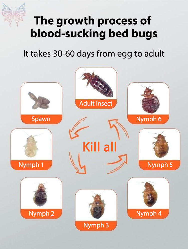 Conquer mites simply! LGD Bed bug spray Bed bug spray killer Dust mite ...