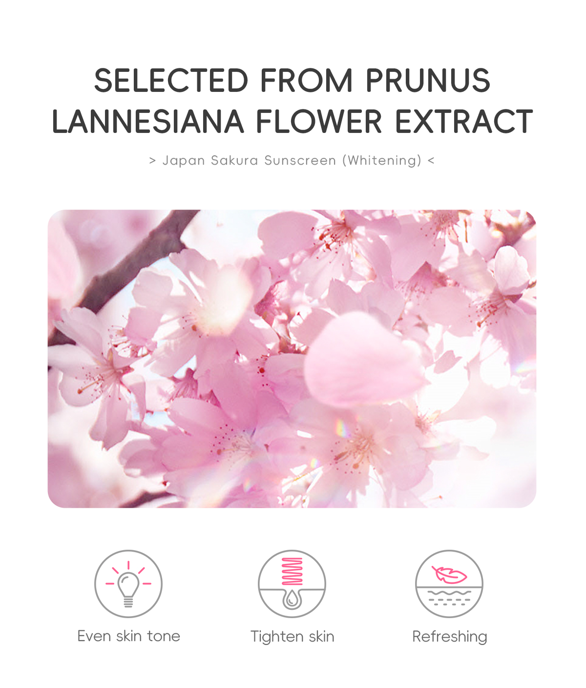 Sakura Sunscreen Cn 11134208 7R98O Lykh9Kzqf34Y70