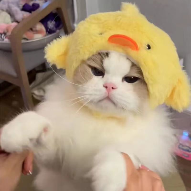 HOT Cute Cat Aesthetic Cat With Yellow Bucket Hat Cute Pet Hat