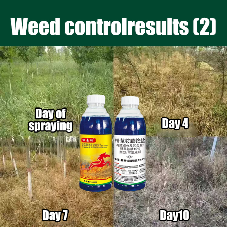 Sambau dies within 1 day Racun rumput sambau Racun rumput paling ...