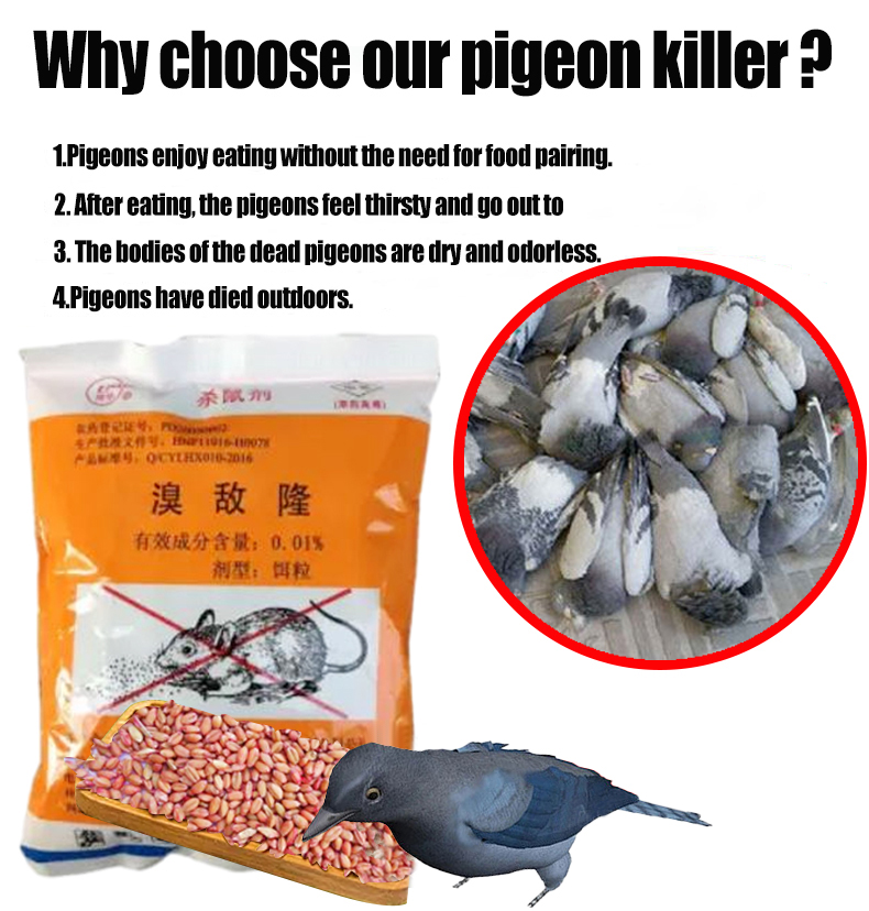 Rat Poison Valley Doubles Effect on Pigeons Ready Stockracun burung ...