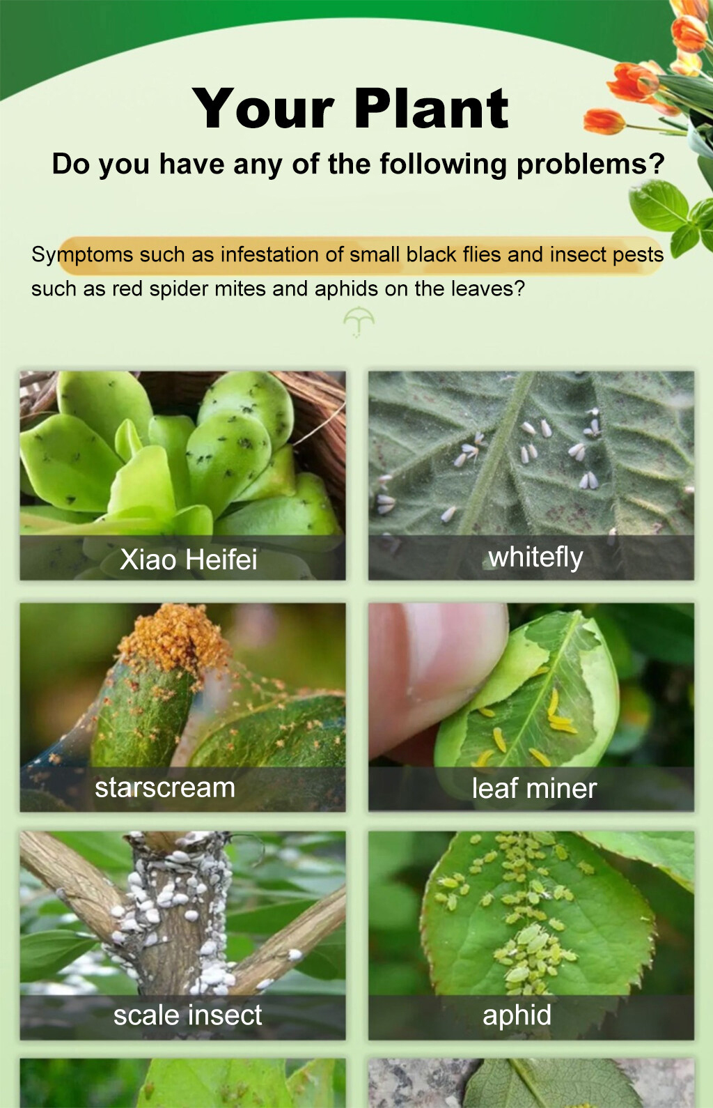 Multi-pest insecticides Pest control Racun organik serangga tanaman ...