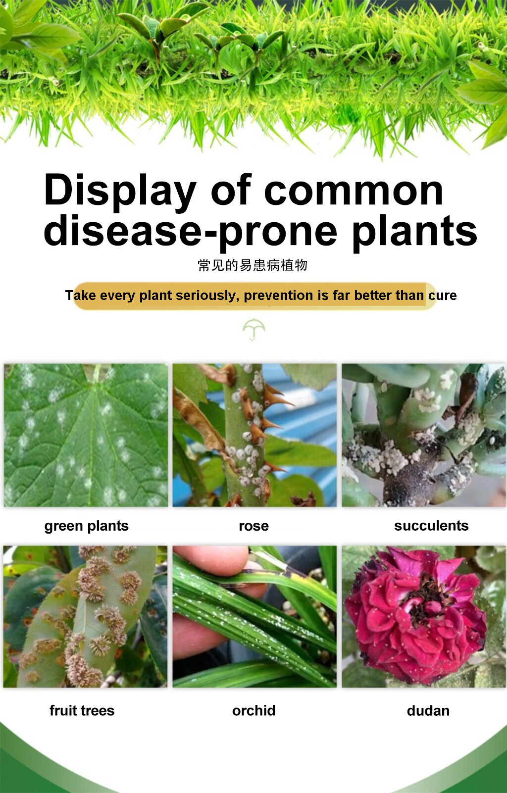 Kill insects in 1second racun serangga tanaman sayur No harm to plants ...