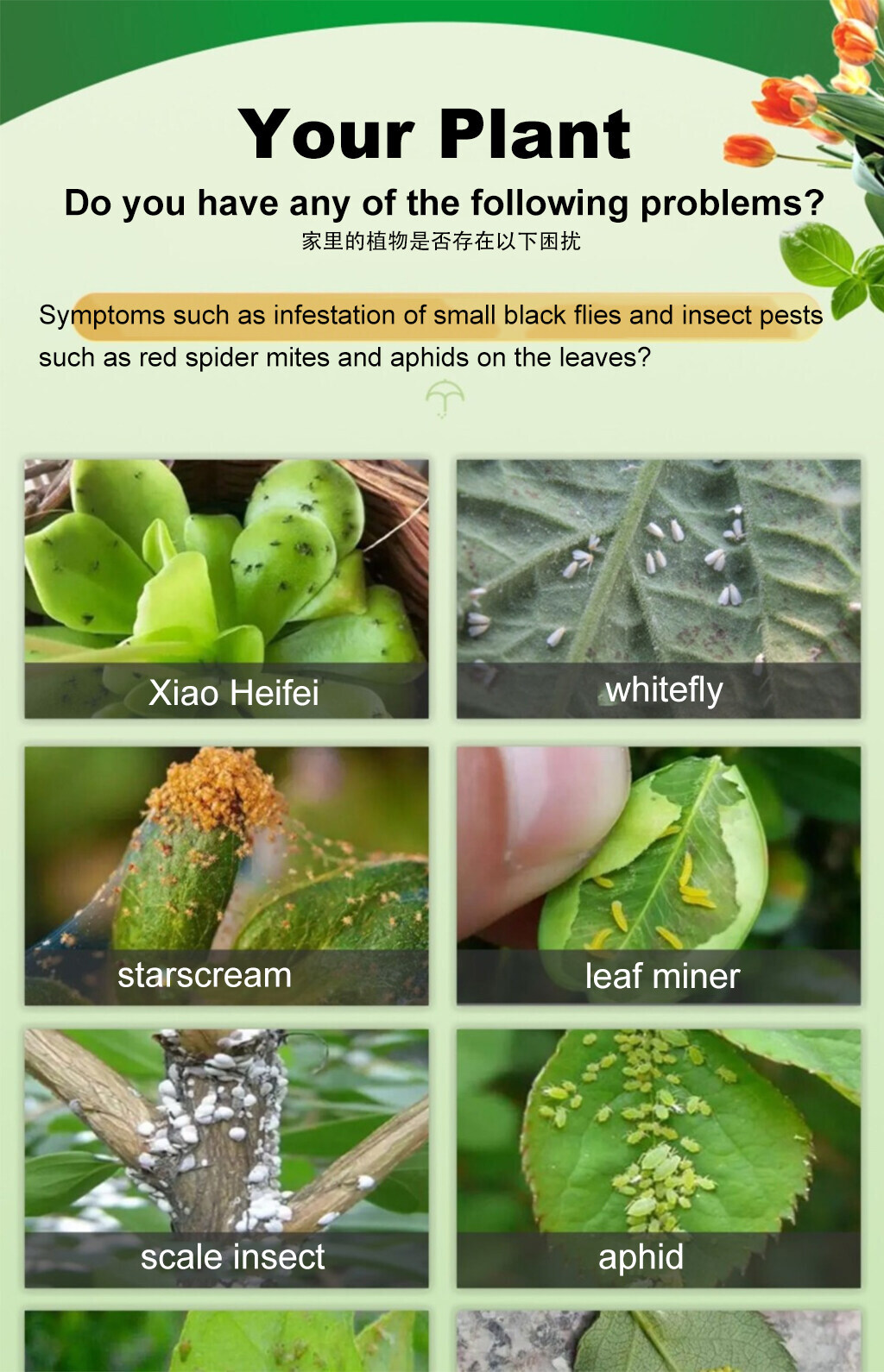 Kill insects in 1second racun serangga tanaman sayur No harm to plants ...