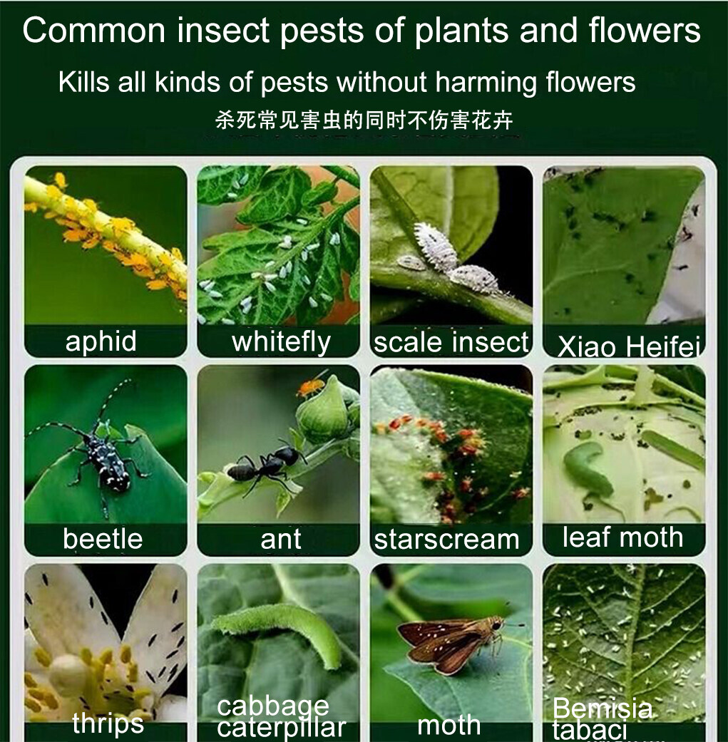 Kill insects in 1second racun serangga tanaman sayur No harm to plants ...