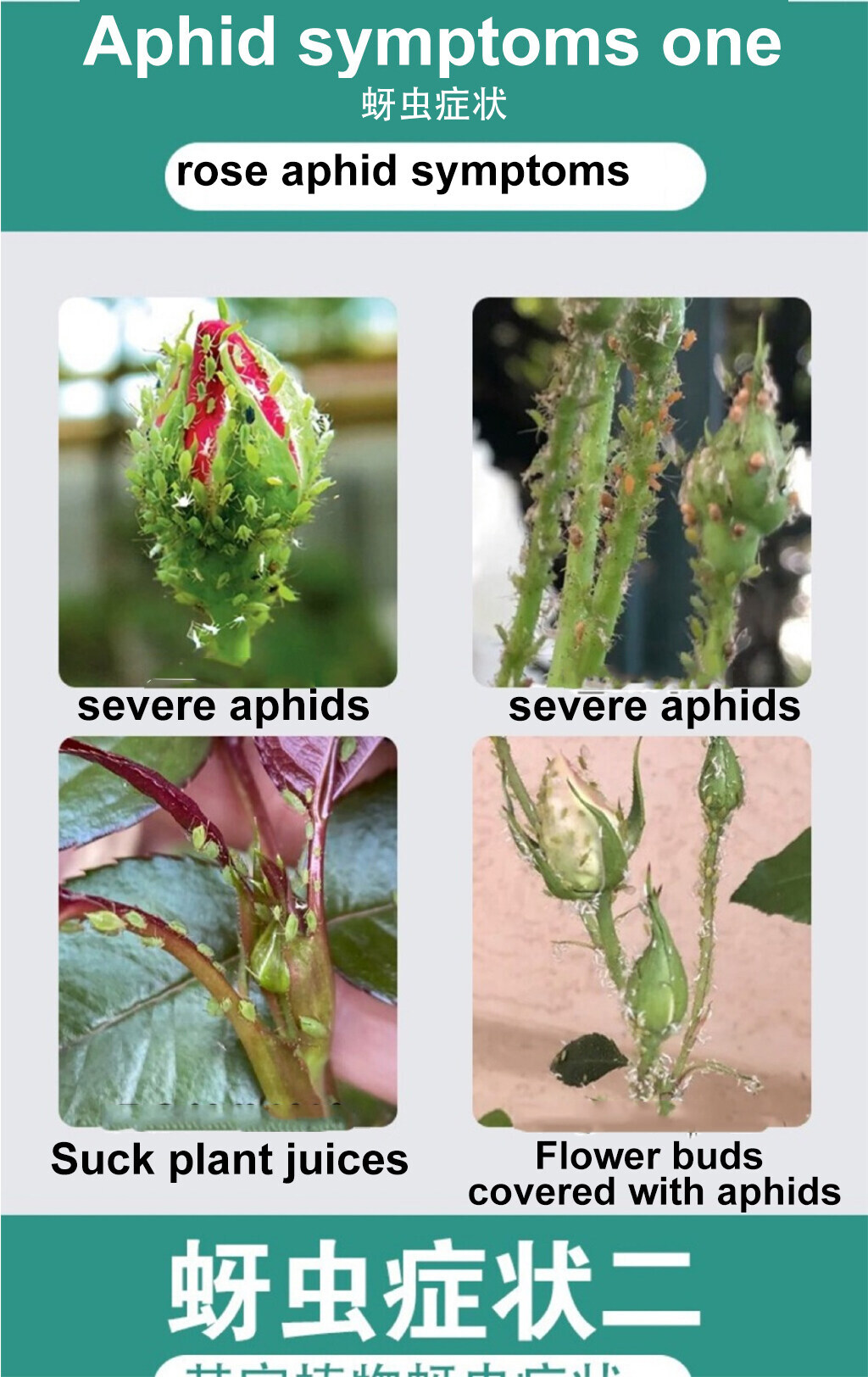 Kill insects in 1second racun serangga tanaman sayur No harm to plants ...