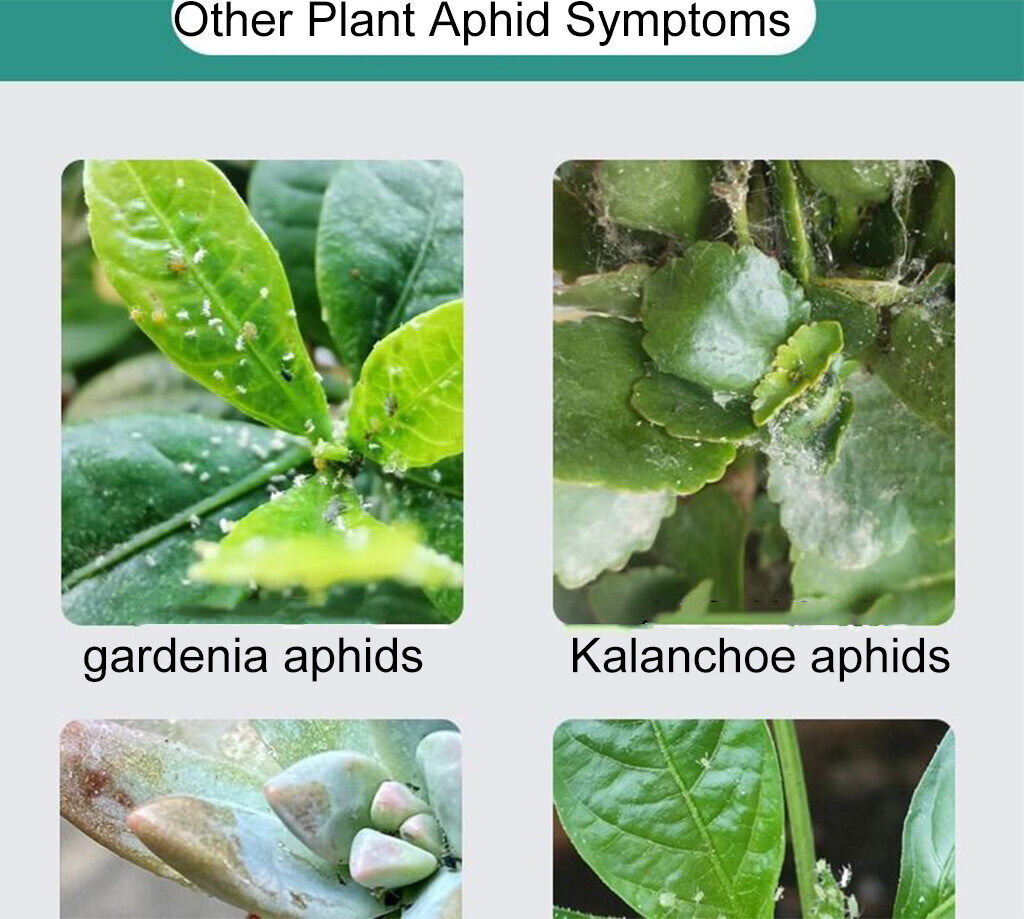 Kill insects in 1second racun serangga tanaman sayur No harm to plants ...