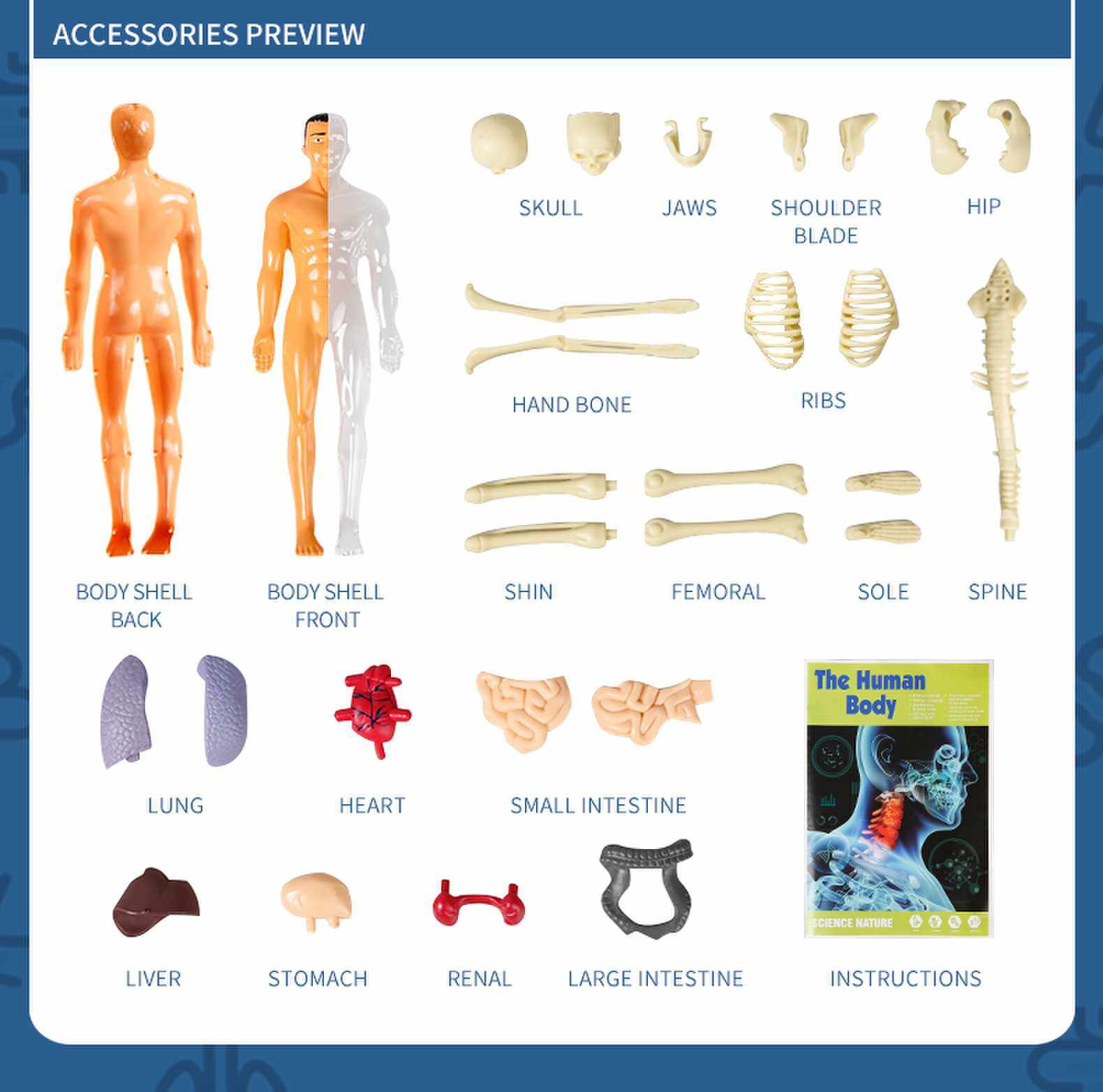3D Human Body AnatomyBodyOrgansToy Set Human Torso Body Model ...