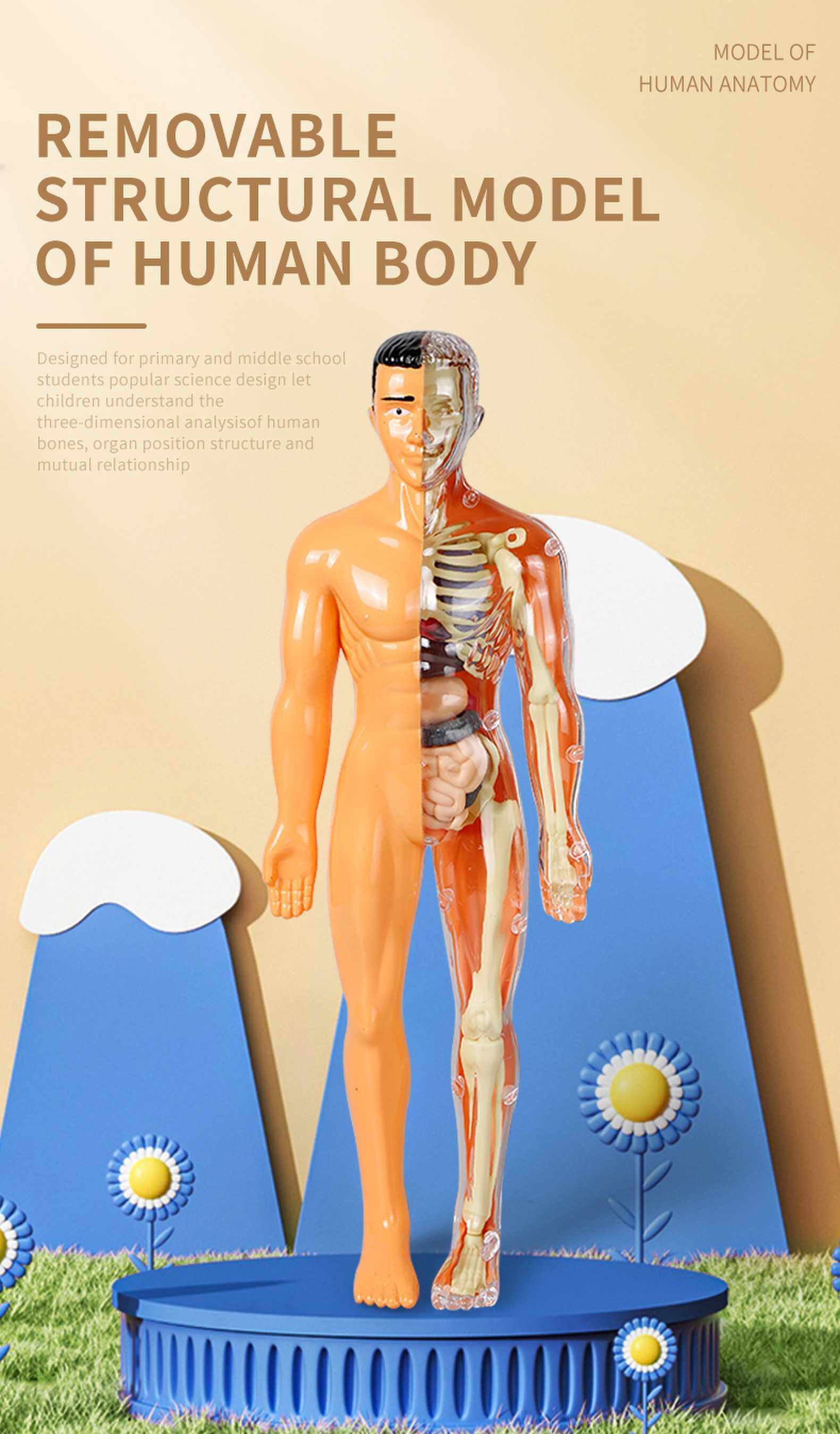 3D Human Body AnatomyBodyOrgansToy Set Human Torso Body Model ...