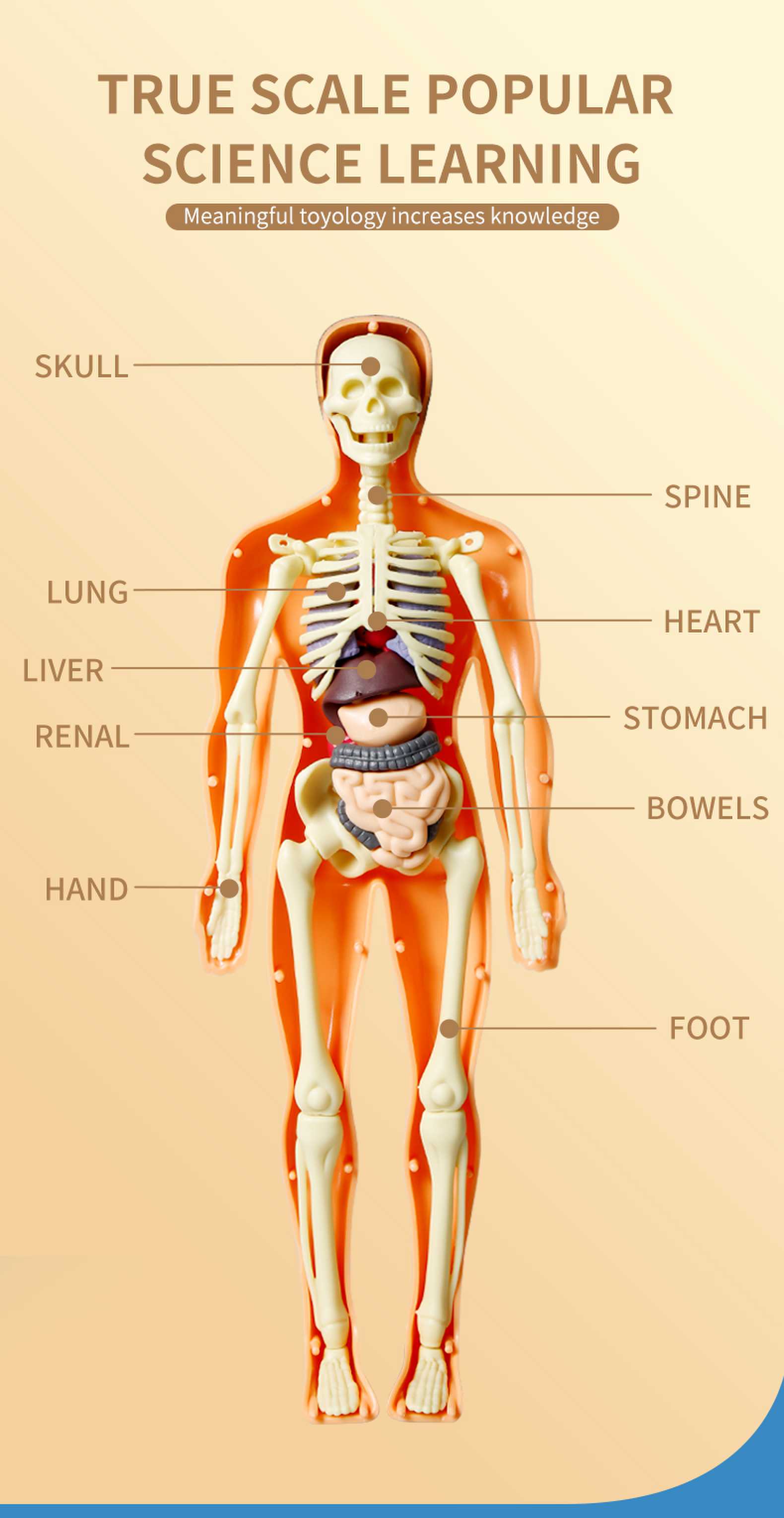 STEM Human Body Anatomy Human Model Organ Assembly Skeleton Science ...
