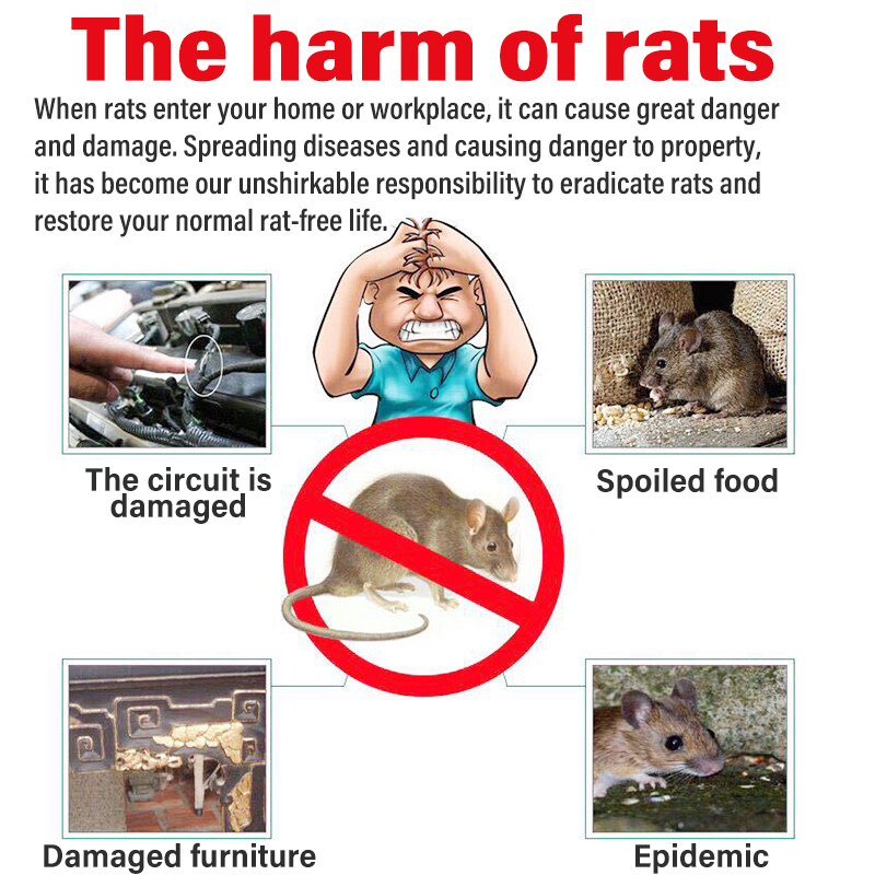 The Dead rat is dry and Does not stink racun tikus paling kuat ubat ...