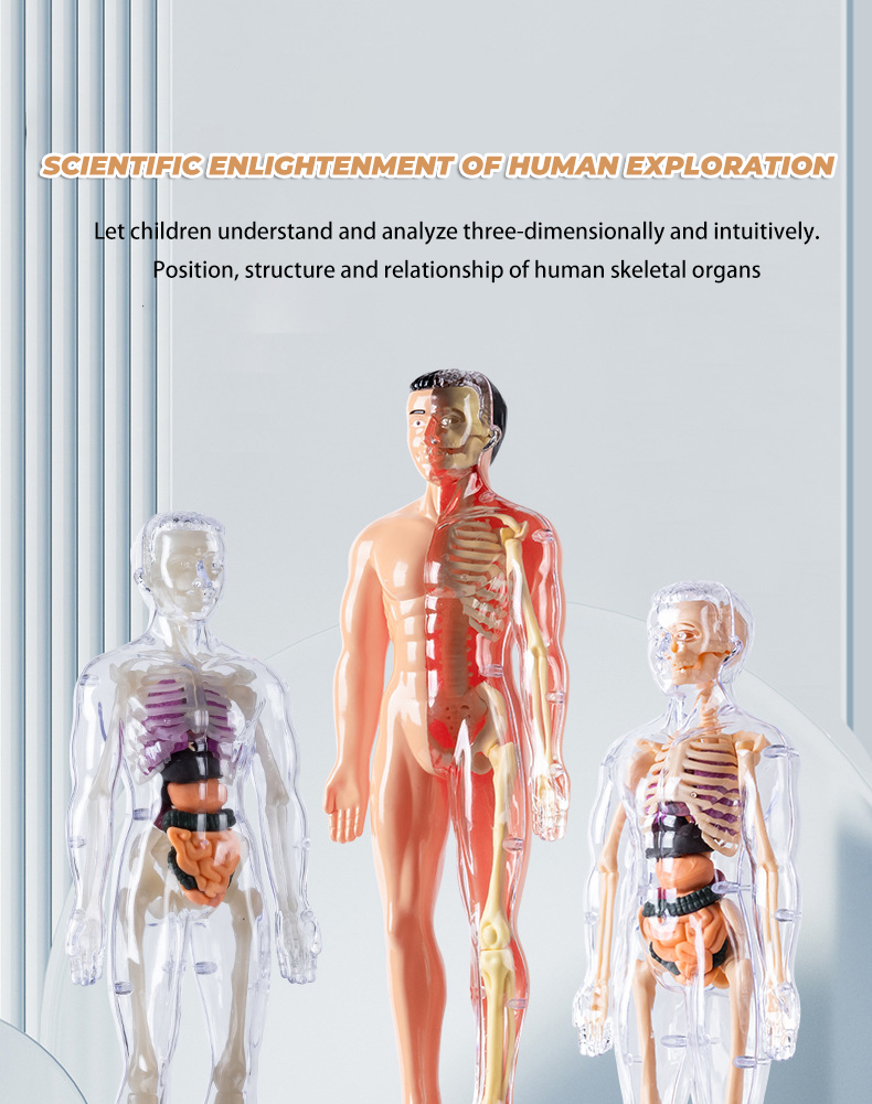 3D Simulation Human Skeleton Structure Biology Model Science Toys Organ ...