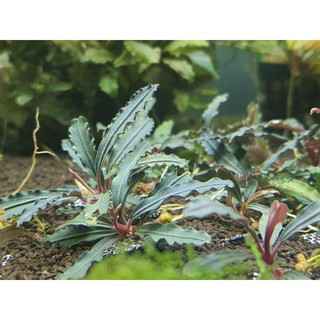 Bucephalandra (Farmed in Green House) | Shopee Malaysia