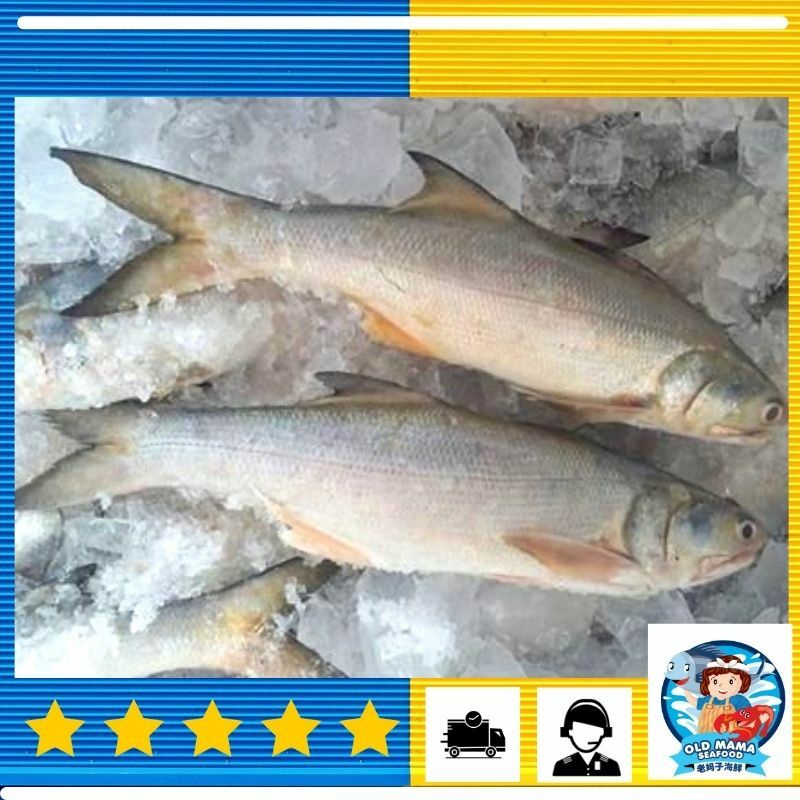 Local Wild Catch Threadfins Senangin Fish / 本地海野生马友鱼(400-800gm) Ikan ...