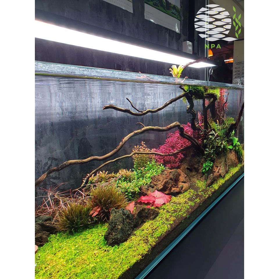 Natural Plant Aquarium Cheras Online Shop Shopee Malaysia