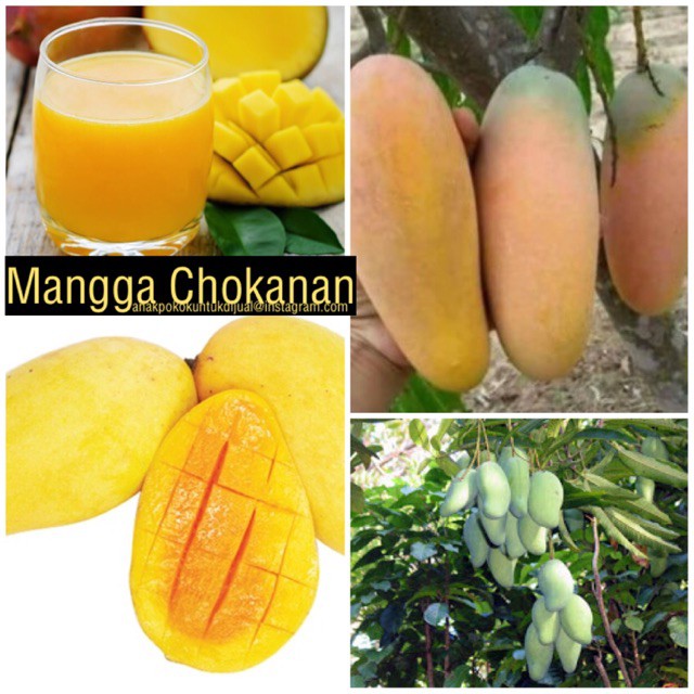 Pokok Mangga Chokanan Hybrid Manggo Tree Chokanam Shopee Malaysia