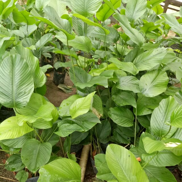 thaumatococcus daniellii, indoor plant, cantik menghijau | Shopee Malaysia
