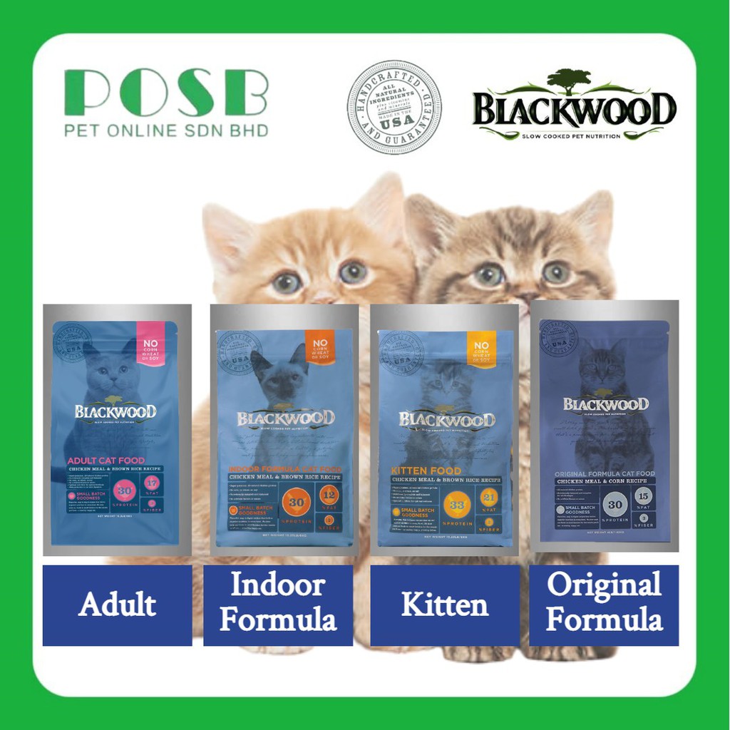 Blackwood kitten hot sale