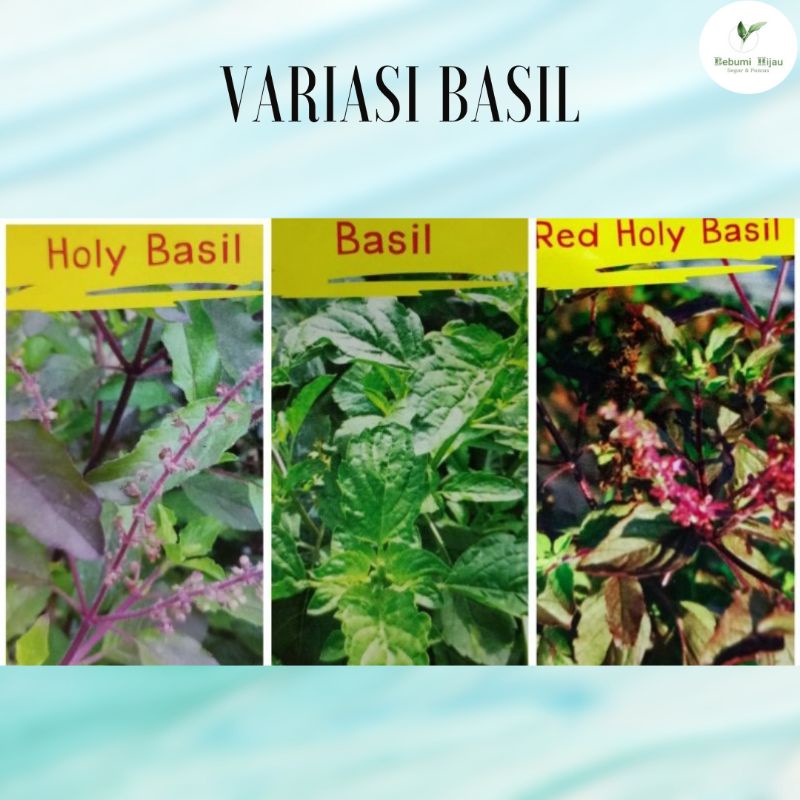 PELBAGAI biji benih HOLY BASIL KEMANGI thai basil benih kemangi