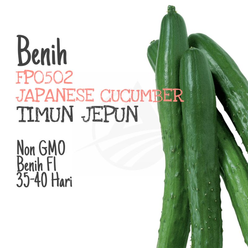 BENIH Timun Jepun | Japanese Cucumber Seeds 日本黄瓜籽 种子 | Shopee Malaysia