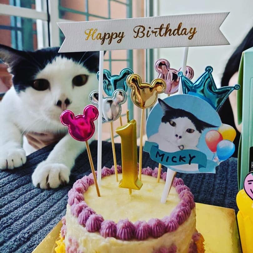 [ Fresh Make by Order] KIRORO Cat Birthday Cake/Hari Jadi Kek Kuching ...