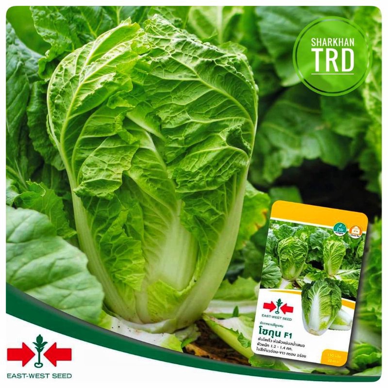 Mini Pack 150 Seeds SHOGUN F1 Biji Benih Kubis Putih Bujur F1 Hybrid ...