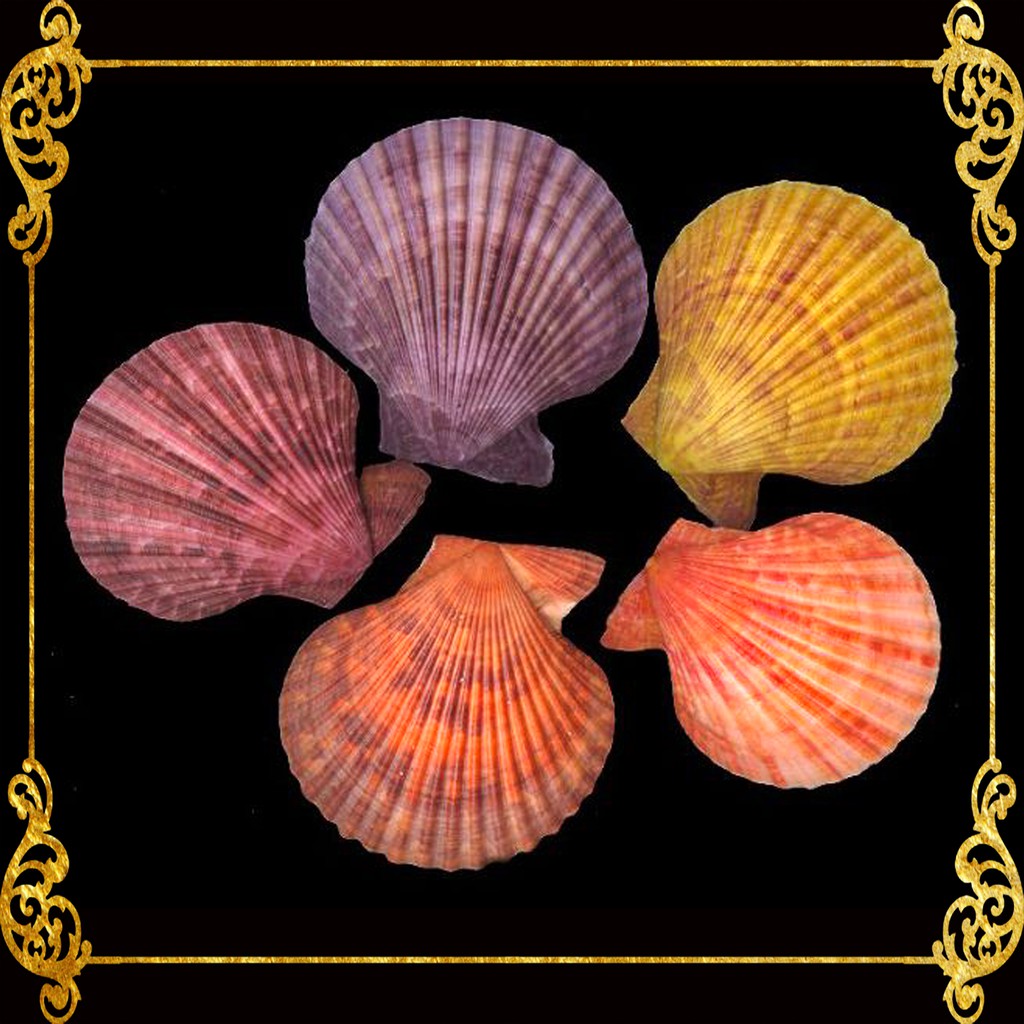 5 PIECES | Pecten Colored | Cleaned | Pecten Nobilis | 3.5 - 4 Inches ...