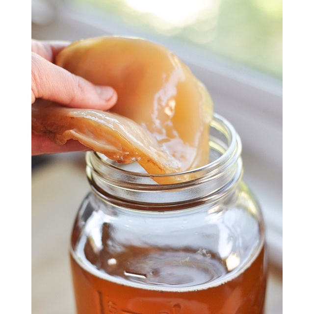 康普茶/红茶菌 kombucha/scoby | Shopee Malaysia