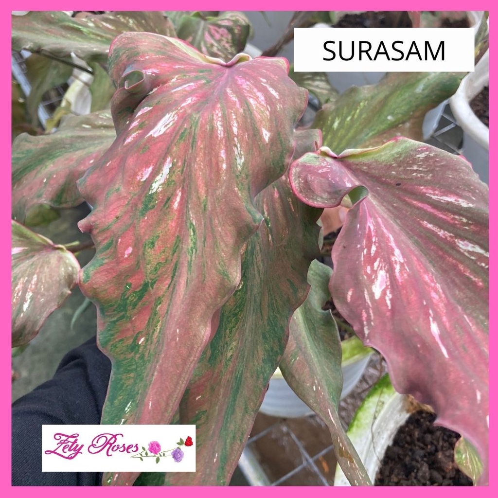 (READY STOCK) KELADI MURAH SURASAM ZETY ROSES | Shopee Malaysia
