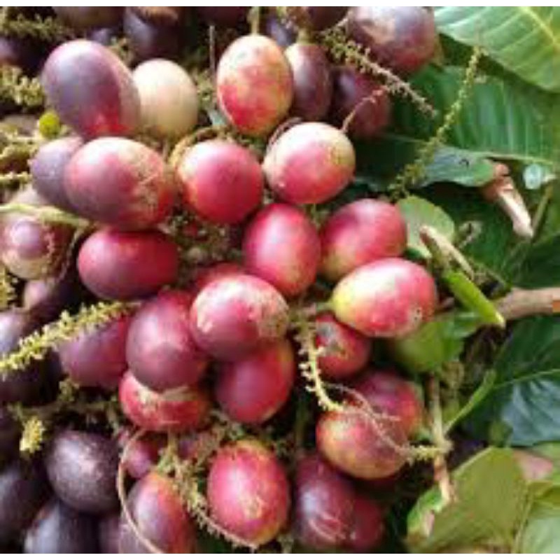 Pokok Longan Brazil Matoa Kristal Shopee Malaysia