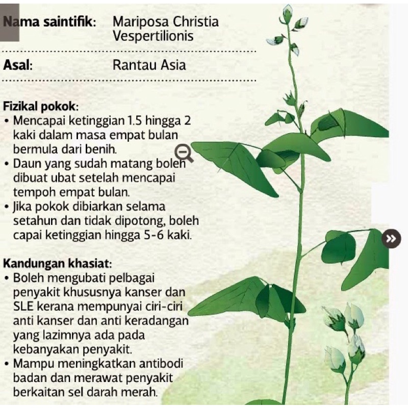 ANAK POKOK RERAMA PASU & BIJI BENIH | Shopee Malaysia