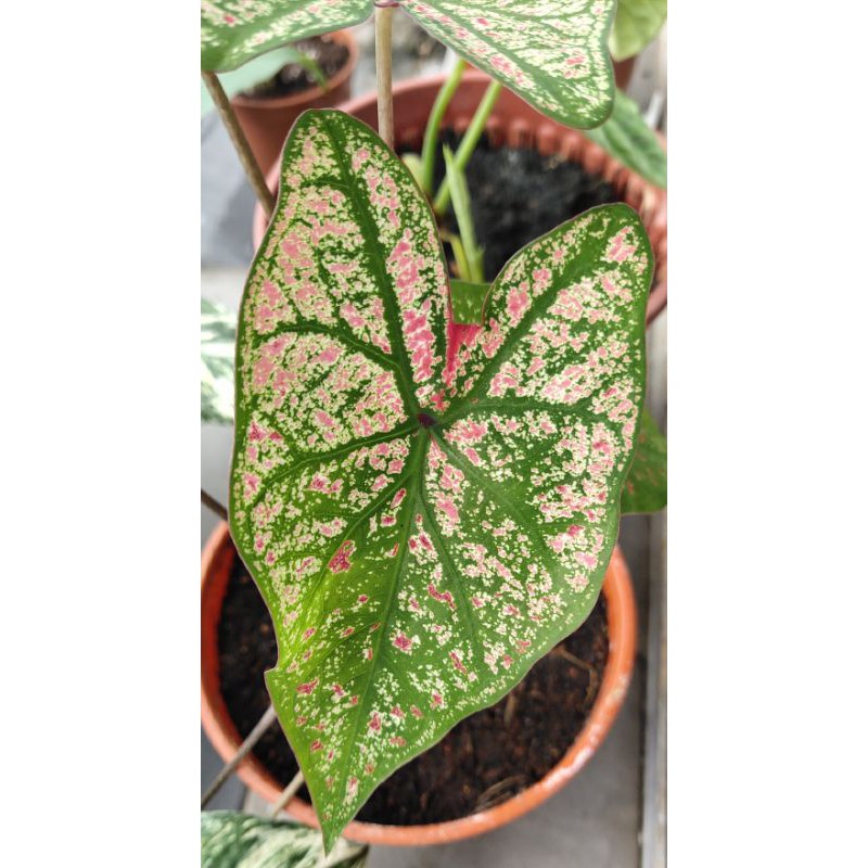 Caladium rare species / Indoor Plant / Real Live Plant / Office Plant ...