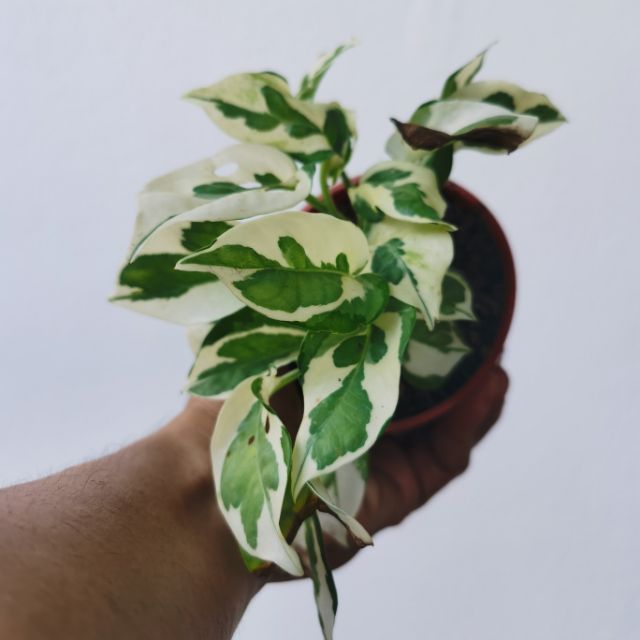 Philodendron epipremnum njoy (pic : 110620) | Shopee Malaysia