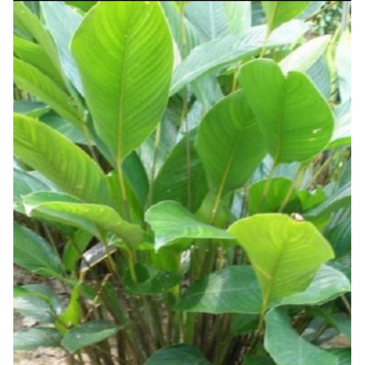 Pokok Lerek original untuk lemang 1 Poly bag rm10 | Shopee Malaysia