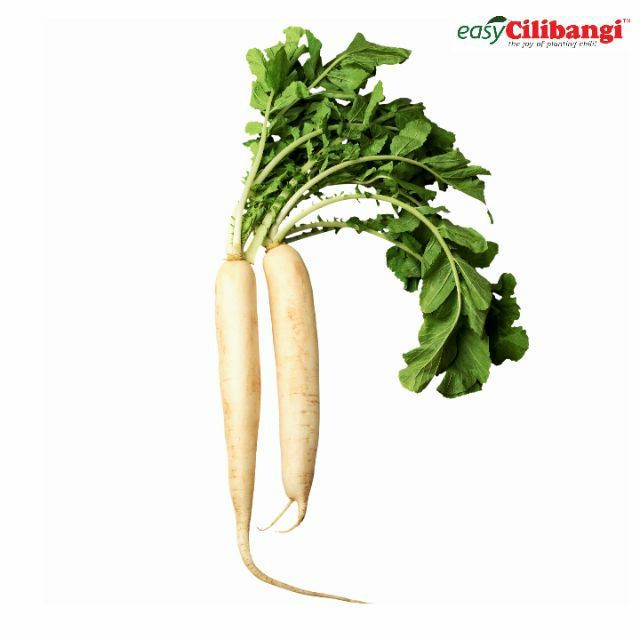 Benih Daikon Sayur Lobak Putih Shopee Malaysia