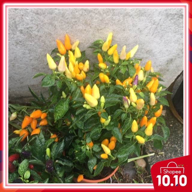 10pcs seeds CILI PADI KUNING renek | Shopee Malaysia