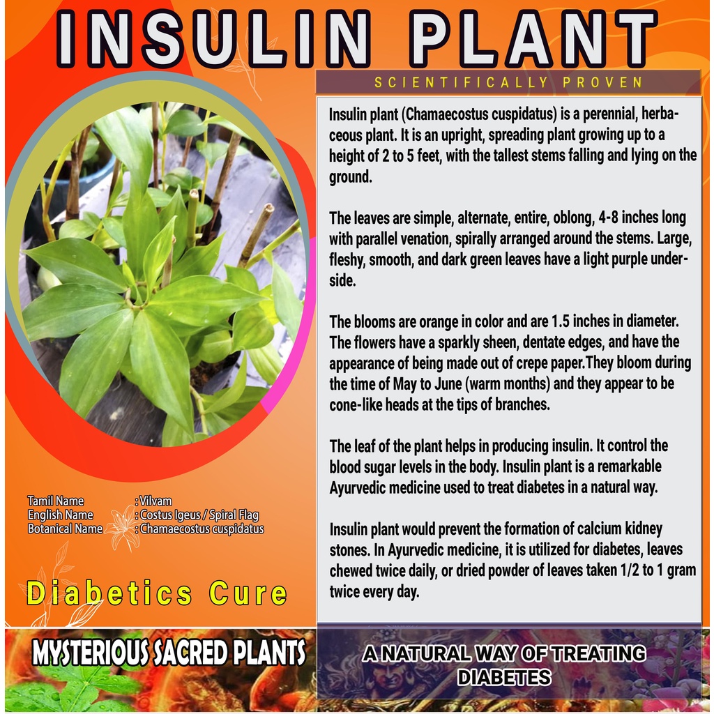 LIVE PLANT CHARMAECOSTUS CUSPIDATUS INSULIN PLANT Best for Diabetics KENCING MANIS POKOK