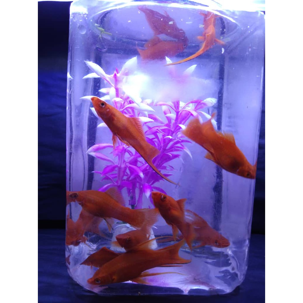 Red Swordtail Xiphoprus Helleri Fish (Ikan Hias Swordtail) | Shopee ...