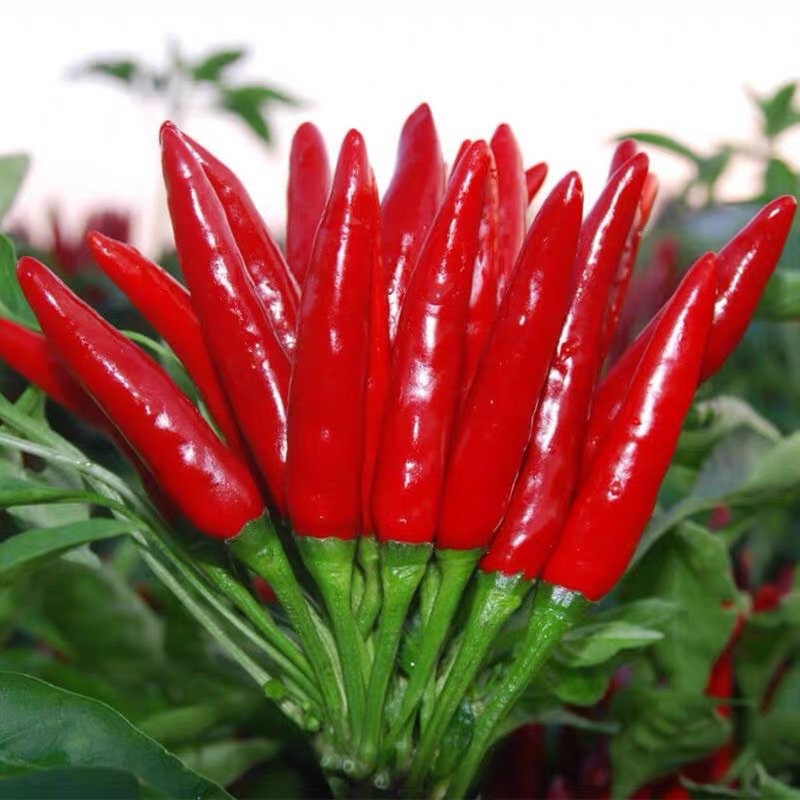 Product image Cili Pedas jambak merah 100± pcs / Red Pepper seeds 朝天红小辣椒籽