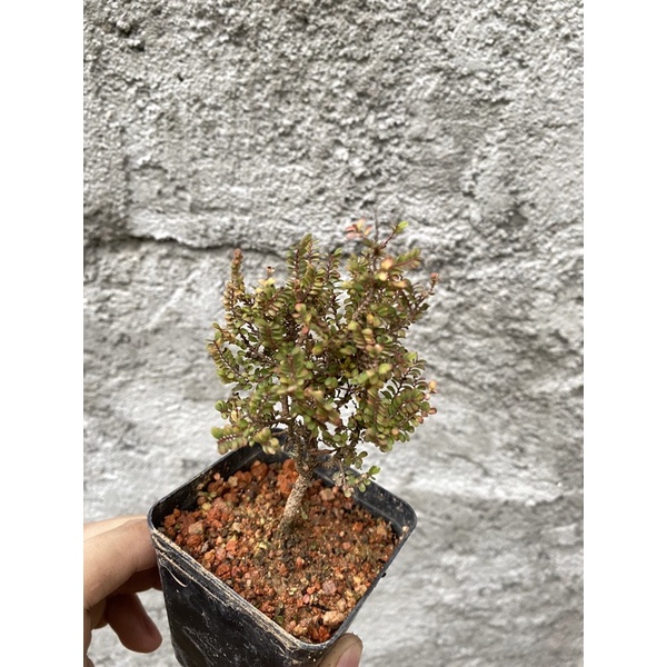 Phyllodium elegans/(bonsai plant/live plant/outdoor plant | Shopee  Malaysia