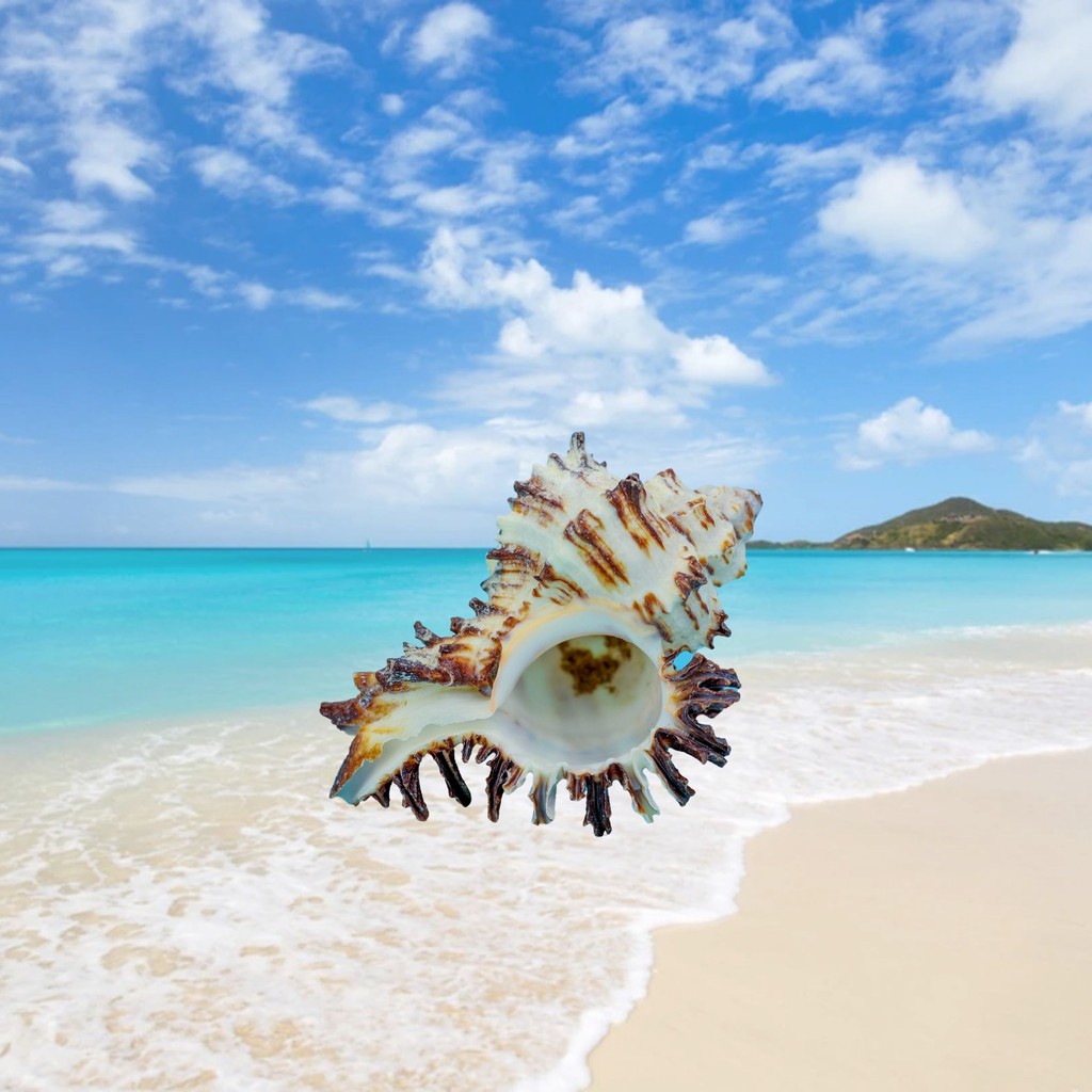 [Ready Stock] 7.5-8.5CM Small Black Murex Natural Real Sea Shell Hermit ...